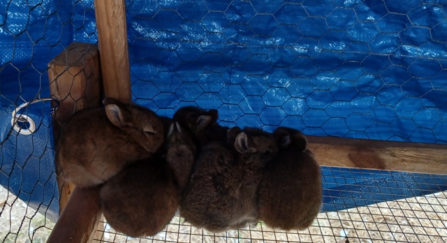 bunnies