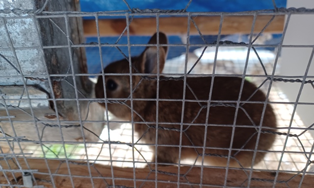 bunny